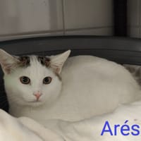Ares, chat à adopter