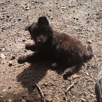 CALIA, chienne à adopter