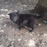 CHUPA réservée, chienne à adopter