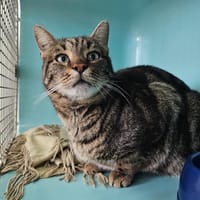 Wiki PAB27835, chat à adopter