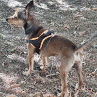 YUKI, chien à adopter