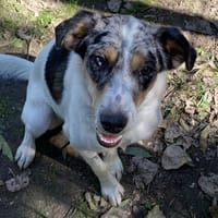DIMITRI, chien à adopter
