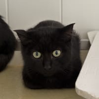Grievous, chat à adopter
