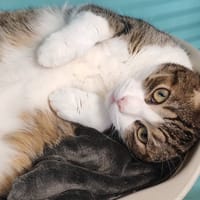 KAZUTORA, chat à adopter