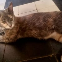 BEAUTY, chatte à adopter