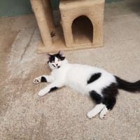 MARBRE, chat à adopter