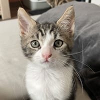 TANGA, chat à adopter