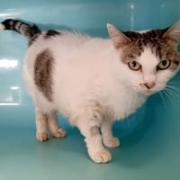 JODY, chatte à adopter