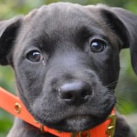 INFU CHAO, chien à adopter