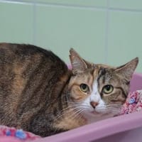 OLIVETTE, chatte à adopter