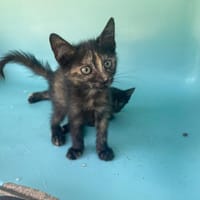 OPALE, chatte à adopter