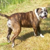 Oggy, chien à adopter