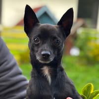 Velours CAA14098, chien à adopter