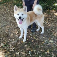 utaiko, chien à adopter