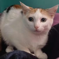 ANGOLA QCT, chatte à adopter