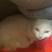 CALLA, chatte à adopter