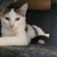 BUBULLE, chat à adopter