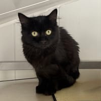 Ventress, chatte à adopter