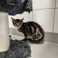 FLOKI, chat à adopter