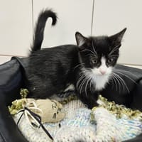 WILLOW, chatte à adopter