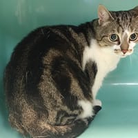 rocket, chatte à adopter