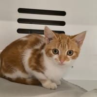 BAHIA, chatte à adopter