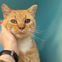 PERIWINKLE, chat à adopter