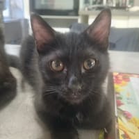 JAZZY, chat à adopter