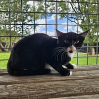 ALABAMA, chatte à adopter