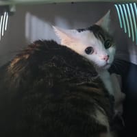 WARDA, chatte à adopter