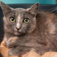 ALGERIE QCT, chatte à adopter