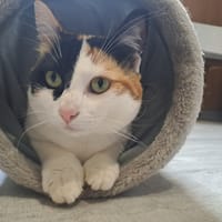UNIS, chatte à adopter