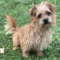 Pluto CAA14100, chien à adopter
