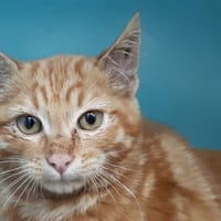 Raoul, chat à adopter