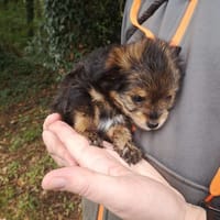 ARTY réservé, chien à adopter