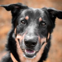 Outch, chien à adopter