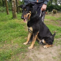 Outch, chien à adopter