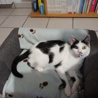 SENECA, chatte à adopter