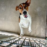 Invel, chien à adopter