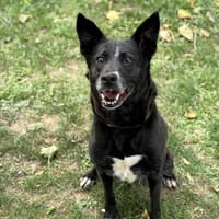 Rita CAA14095, chienne à adopter