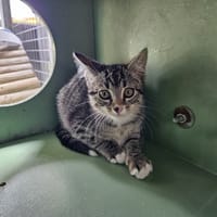 LUTTI, chatte à adopter