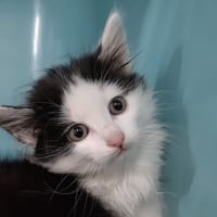 Kaliska, chatte à adopter