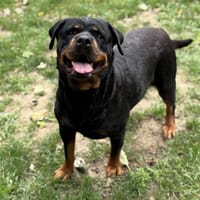 Louna CAA14107, chienne à adopter