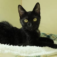 PAB27650 Marilyn, chatte à adopter