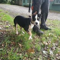ECHO, chien à adopter