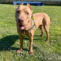 THANOS, chien à adopter