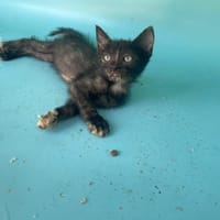 AMBRE, chatte à adopter