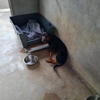 ALANA, chienne à adopter