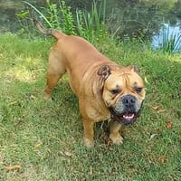 Orson, chien à adopter