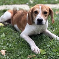 Bouda CAA14096, chien à adopter
